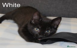 Domestic Shorthair cats for sale: Gorgeous Black/White Domestic Shorthairs Available - Image 8