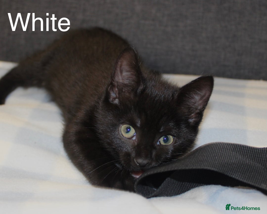 Domestic Shorthair cats for sale: Gorgeous Black/White Domestic Shorthairs Available - Image 8