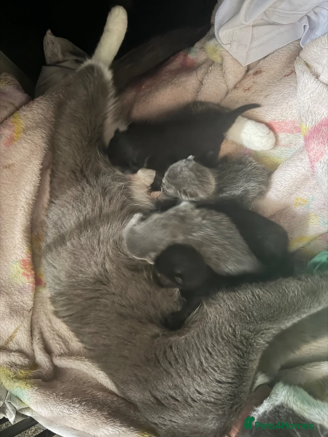 Mixed Breed cats for sale: Baby cats  in Huddersfield - Advert 11