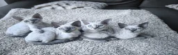Devon Rex cats for sale: Re-homed Devon Rex point💙blue eyes💙  - Advert 3
