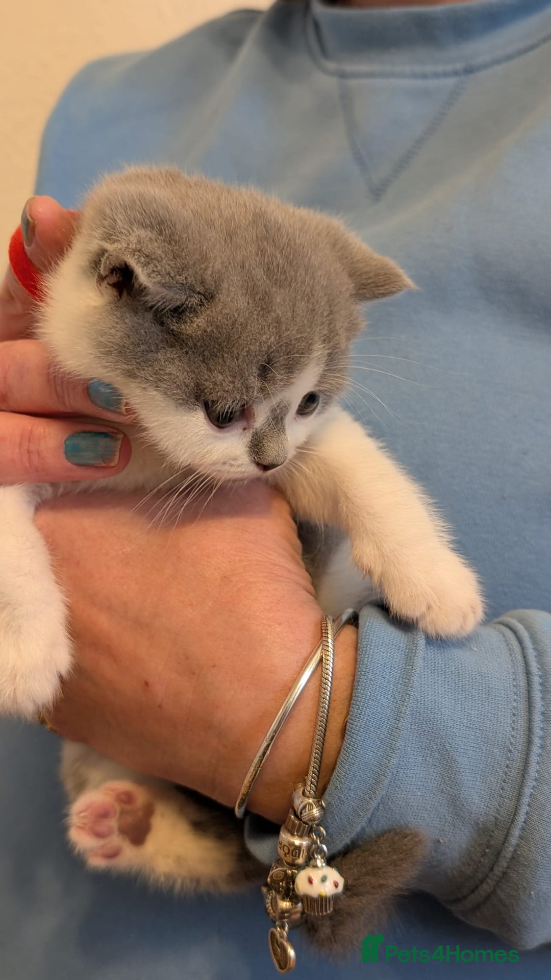 British Shorthair cats for sale: Stunning pedigree British short hair kittens  - Advert 7