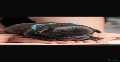 Mixed Breed dogs 6 Gorgeous Shorkie’s ready 20/12/025 - Advert 12