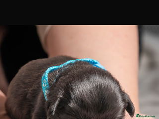 Mixed Breed dogs 6Gorgeous Shorkie’s ready in three weeks - Advert 5