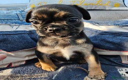 Frug dogs for sale: Frug puppies - Image 12