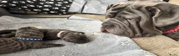 Neapolitan Mastiff dogs for sale: Neapolitan mastiff puppies 1 girl grey/1 boy grey  - Advert 8