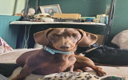 Dachshund dogs for sale: Miniture dachshunds  - Image 2