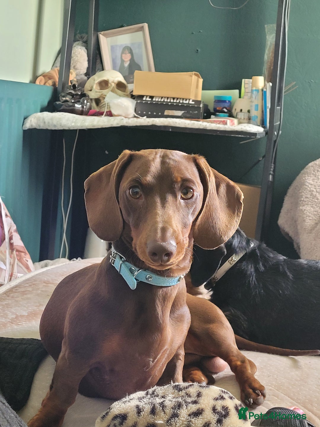 Dachshund dogs for sale: Miniture dachshunds  - Image 2