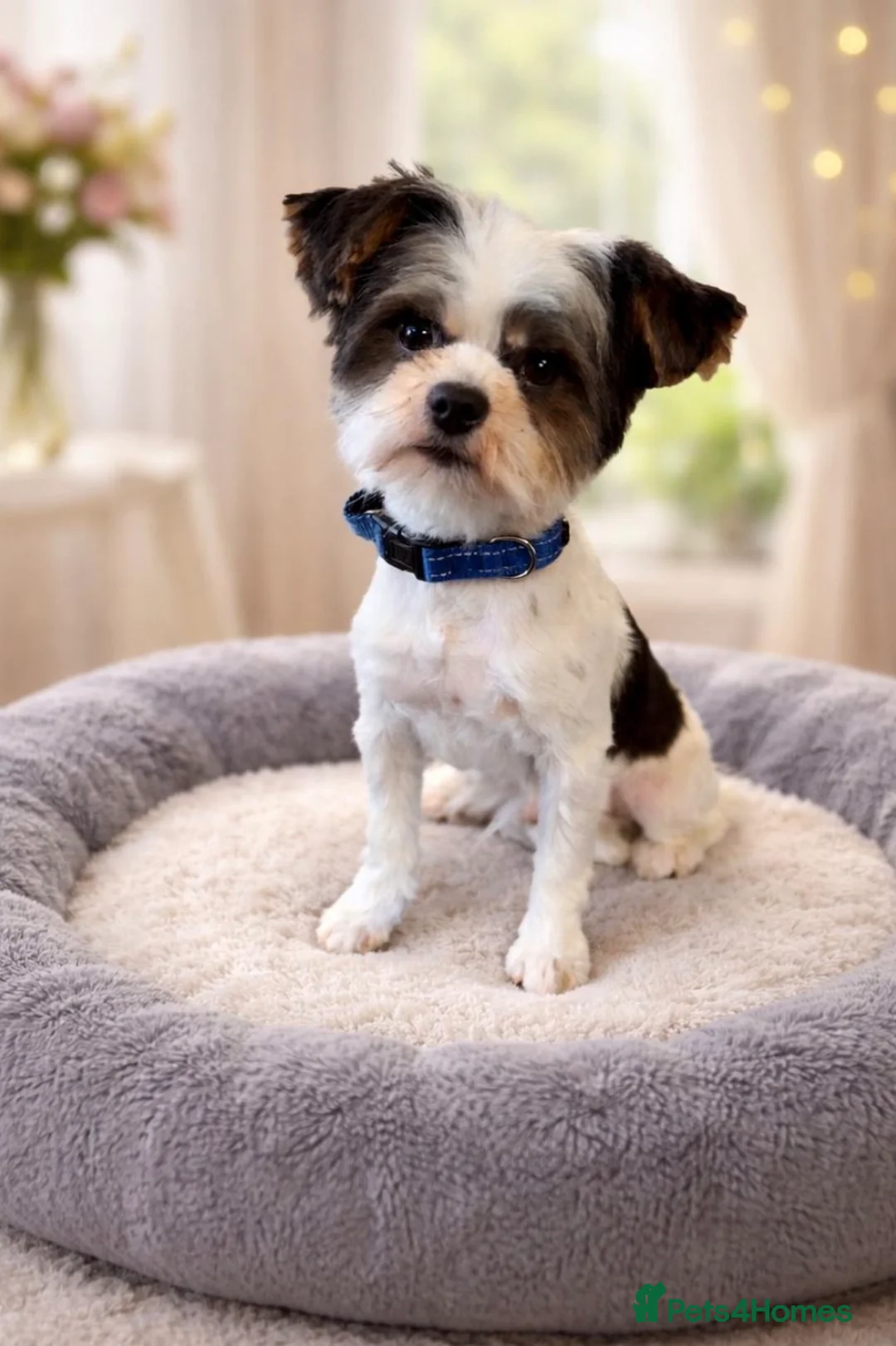 Yorkshire Terrier dogs for sale: Miniature Yorkshire Terrier Puppies  - Advert 24