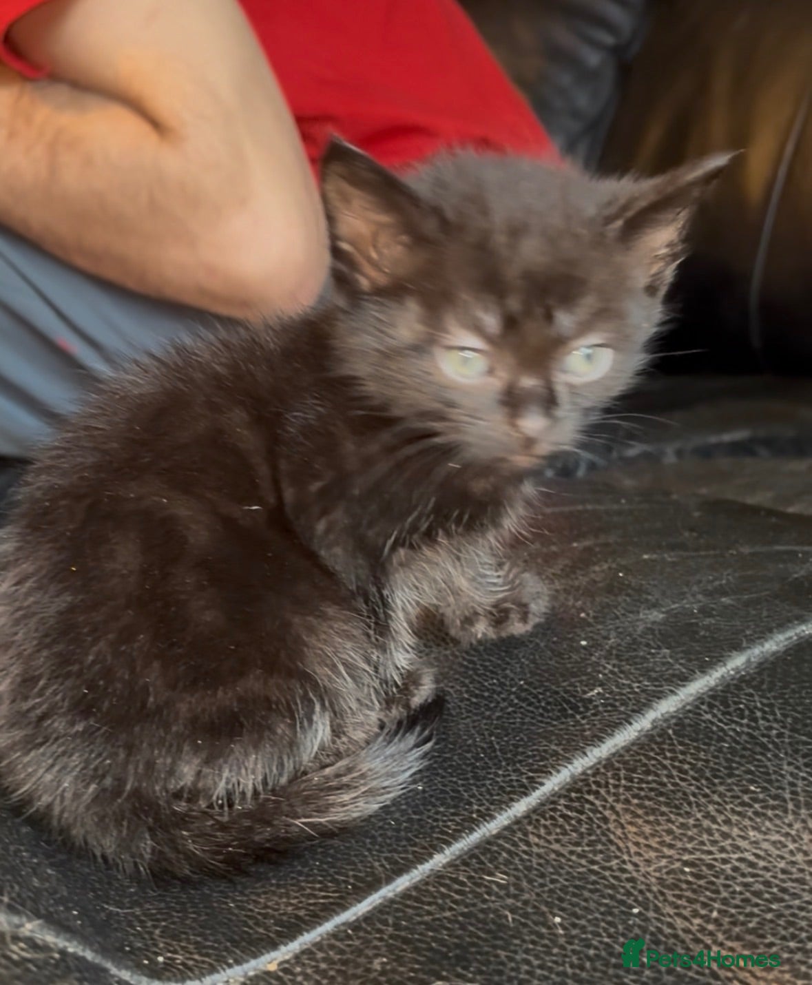 Persian cats 1 male left!Long haired Persian x kitten - Advert 16