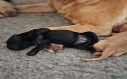 Labrador Retriever dogs for sale: KC Labrador Puppies – Ready 23rd August 🐾 - Image 12