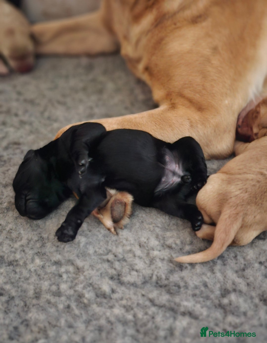 Labrador Retriever dogs for sale: KC Labrador Puppies – Ready 23rd August 🐾 - Image 12