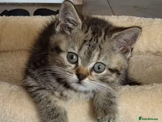 British Shorthair cats Gorgeous British Shorthair kittens - Advert 1