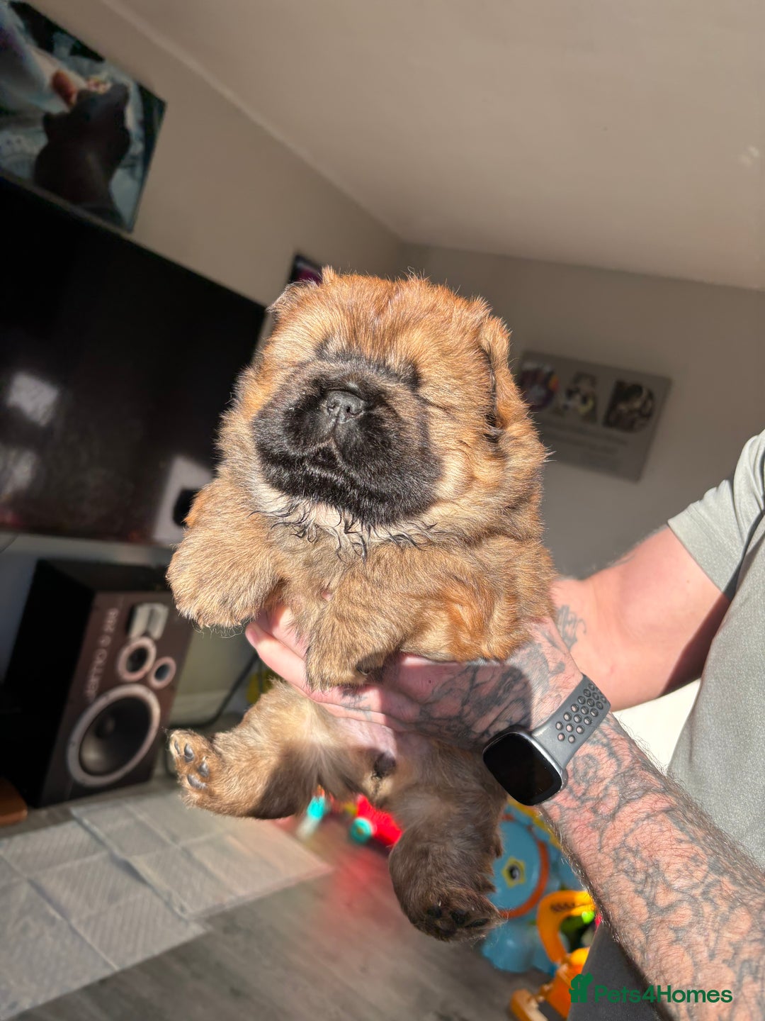 Chow Chow dogs for sale: chow chow puppy’s ready in 12 days  - Advert 8