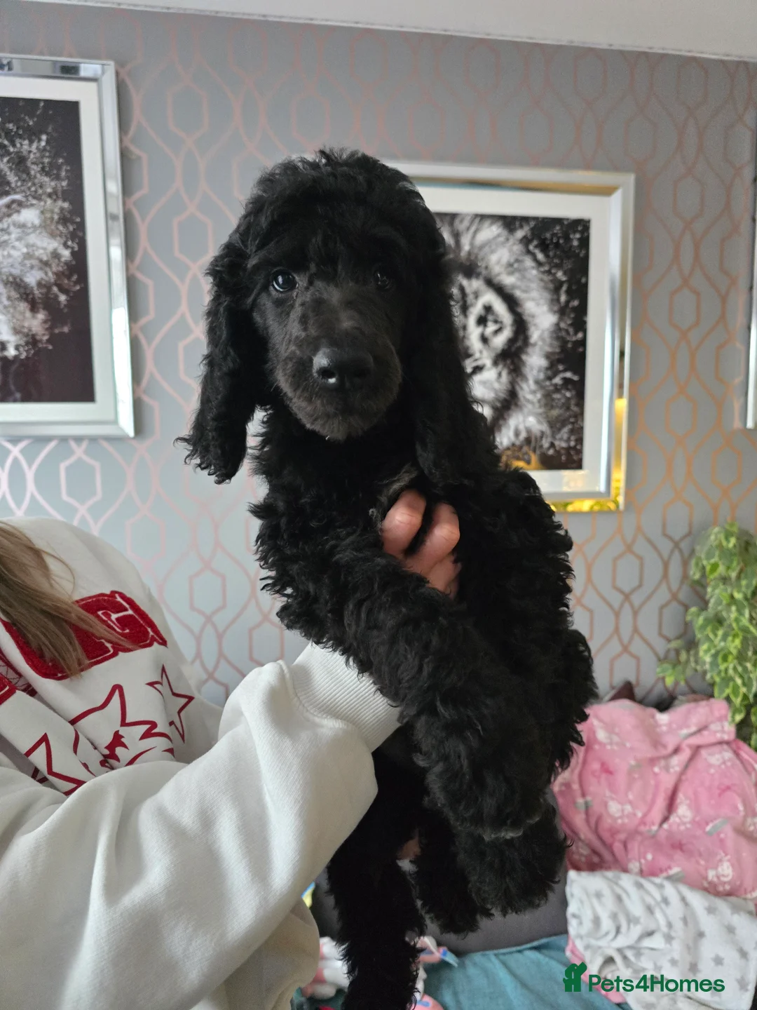 Standard Poodle dogs for sale: Last 2 boys ! KC Standard Poodles! Ready Now! - Advert 5