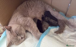 Scottish Fold cats for sale: Cute&Cuddy Scottish fold kittens - Image 7