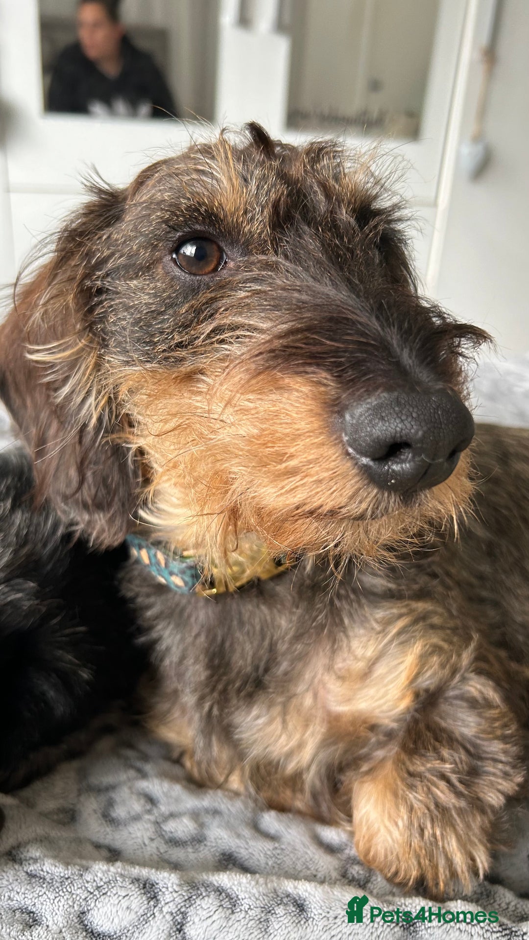 Miniature Dachshund dogs for stud: Miniature Dachshund Black Wire FOR STUD - Image 11