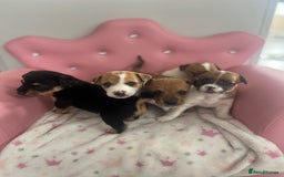 Parson Russell dogs for sale: 5 Gorgeous Parson Russells - Image 1