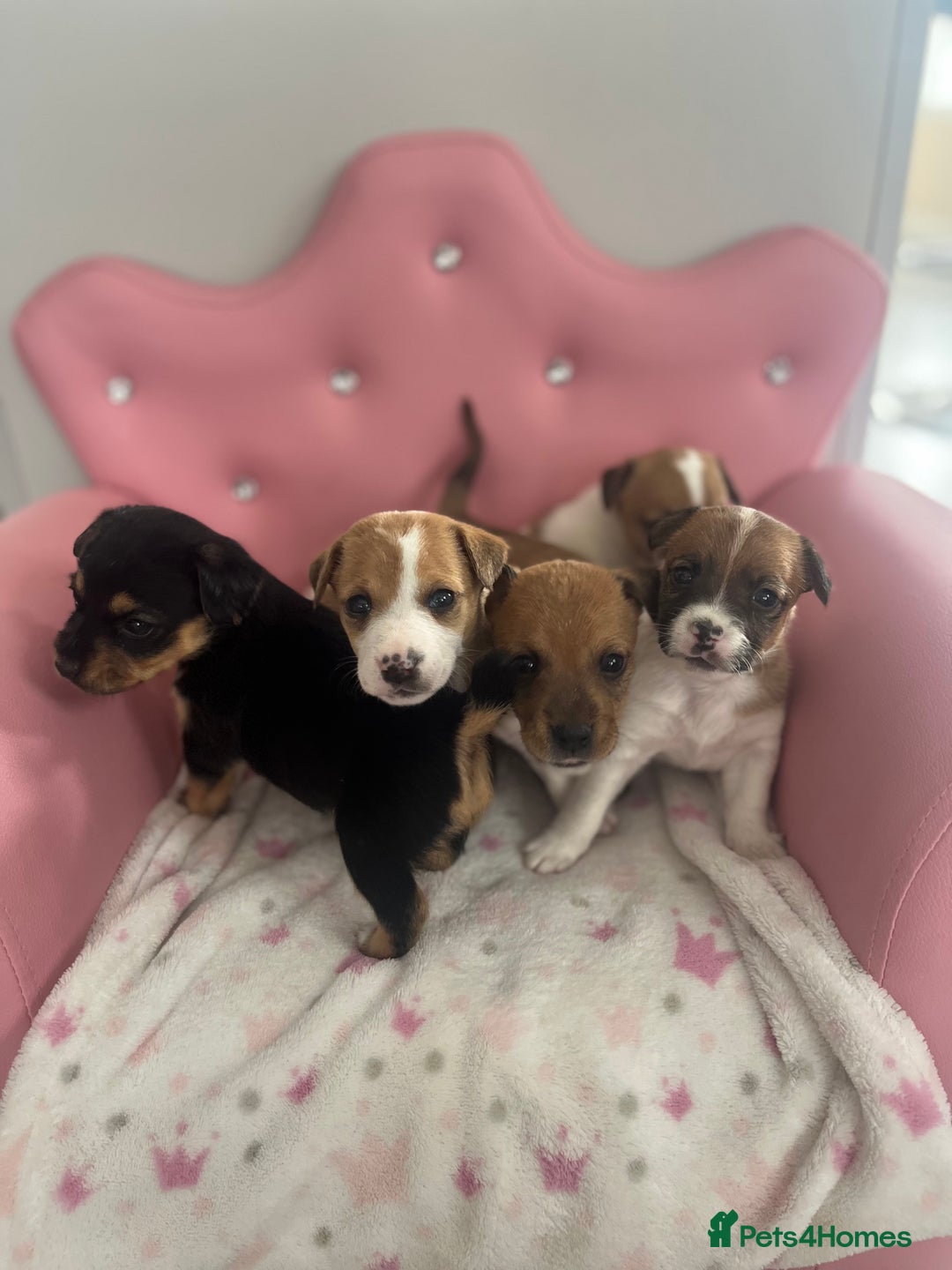 Parson Russell dogs for sale: 5 Gorgeous Parson Russells - Image 1