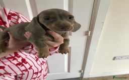 Dachshund dogs for sale: Dachshund  - Image 6