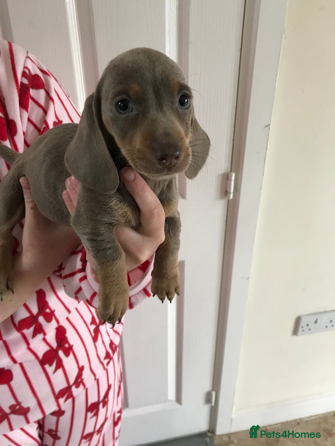 Dachshund dogs for sale: Dachshund  - Image 6