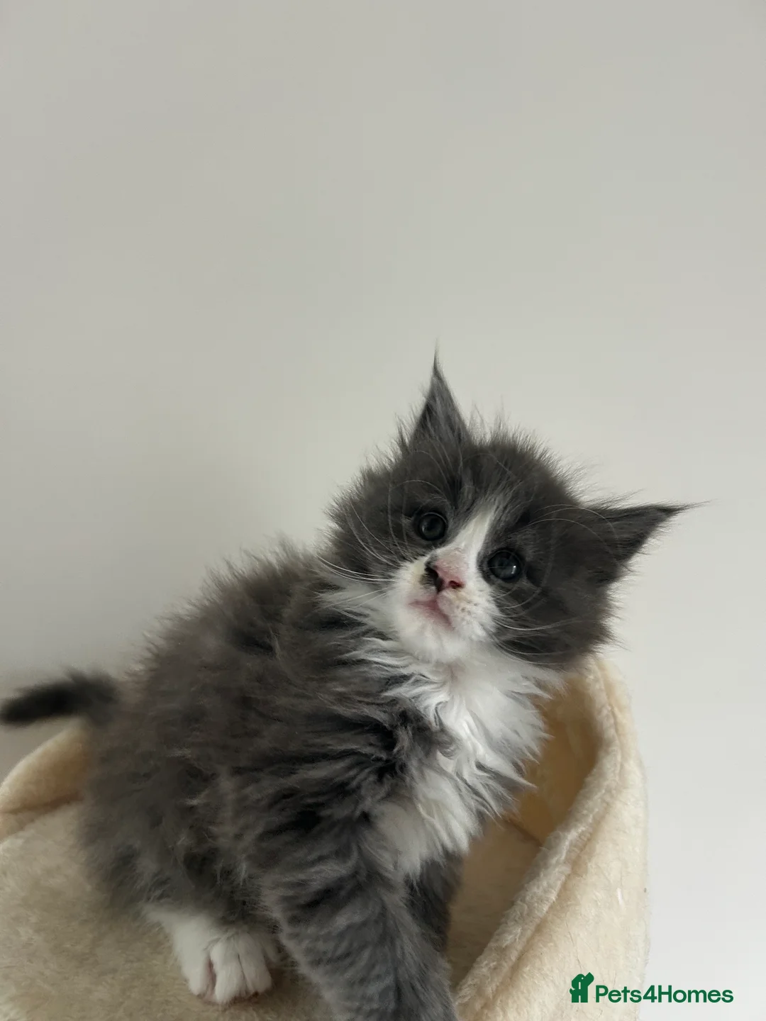 Maine Coon cats for sale: Find Your Purrfect Match! - Advert 32