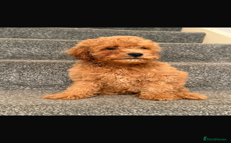 Cavapoochon dogs - Advert 1