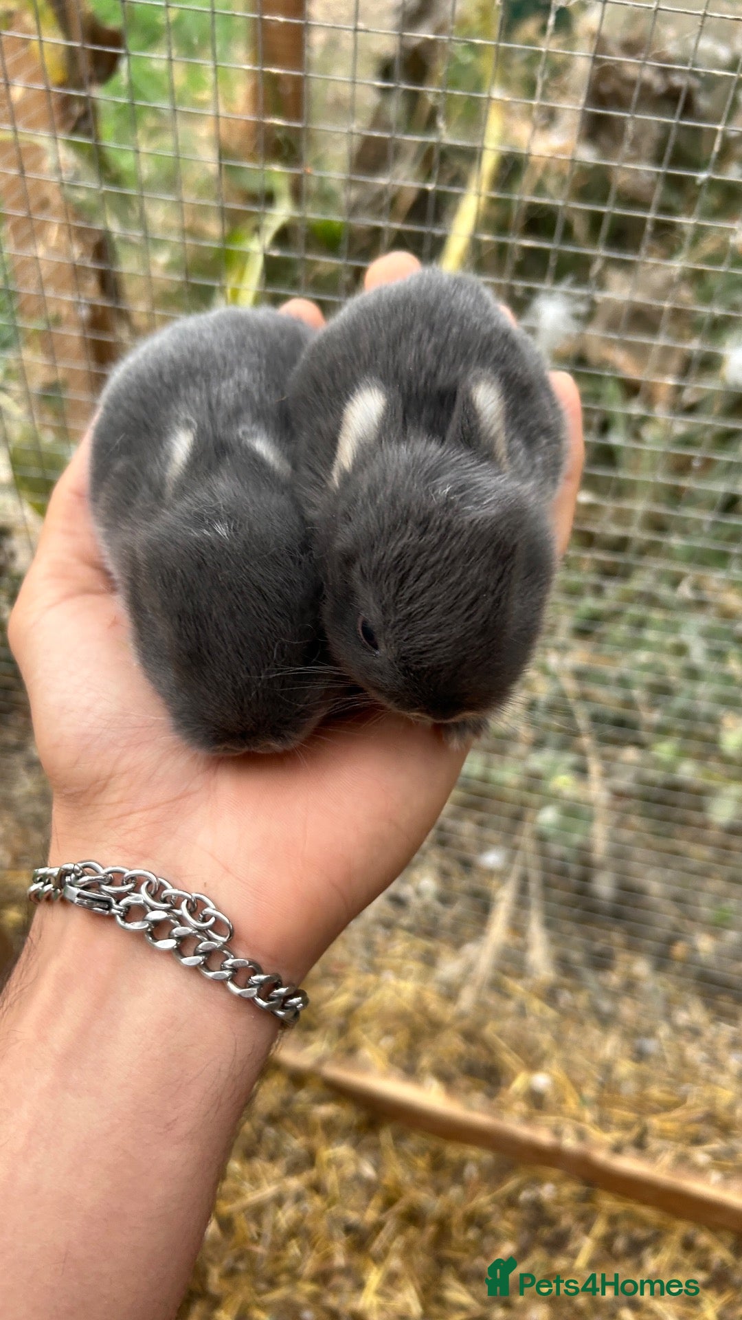 Netherland Dwarf rabbits 3Baby Prue breed neatherland dwarf rabbits unsexed - Advert 20