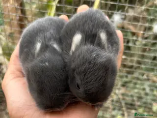 Netherland Dwarf rabbits 3Baby Prue breed neatherland dwarf rabbits unsexed - Advert 1
