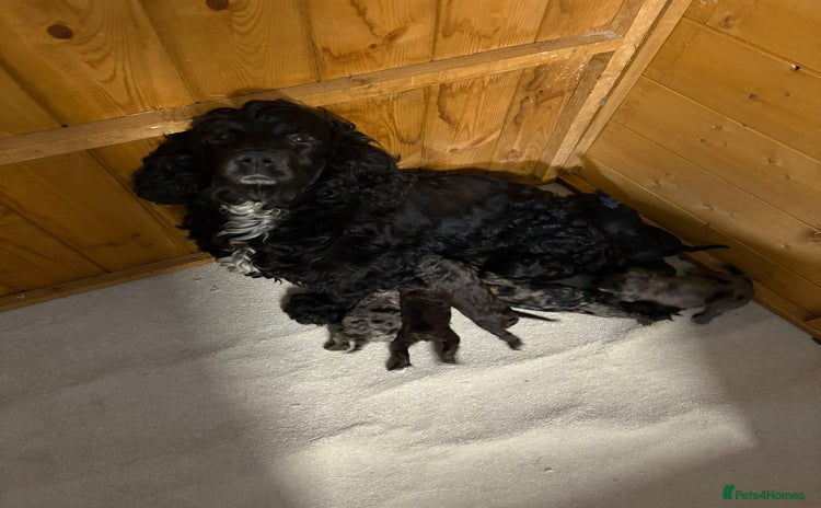 Cockapoo dogs - Advert 3