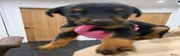 Mixed Breed dogs for sale: Doberman X puppies for sale  - Advert 15