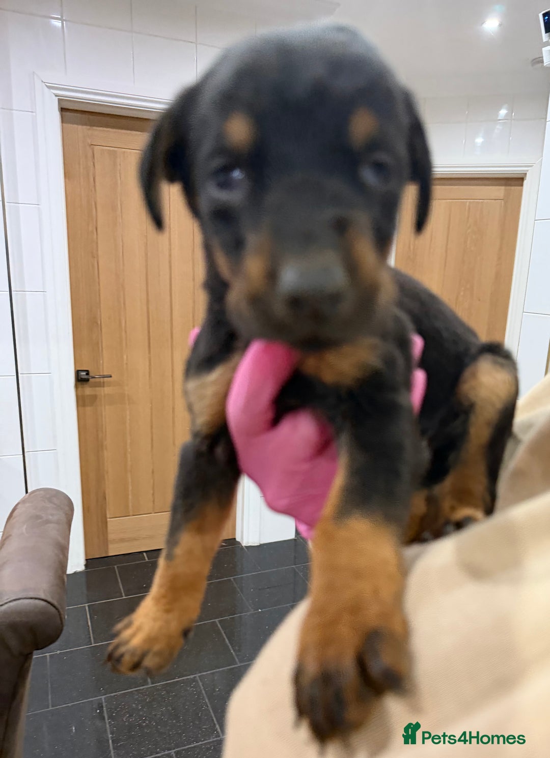 Mixed Breed dogs for sale: Doberman X puppies for sale  - Advert 15