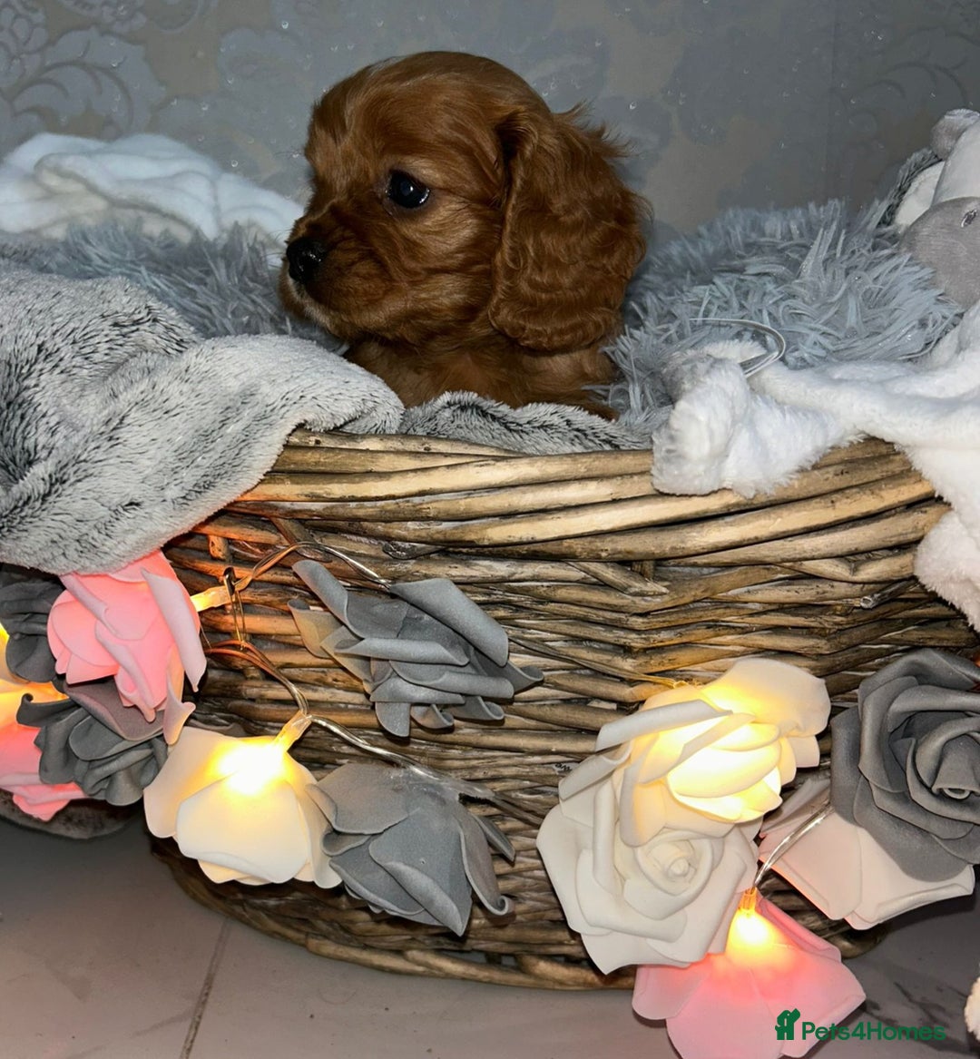 Mixed Breed dogs for sale: Beautiful F1B cockalier puppies  - Image 1
