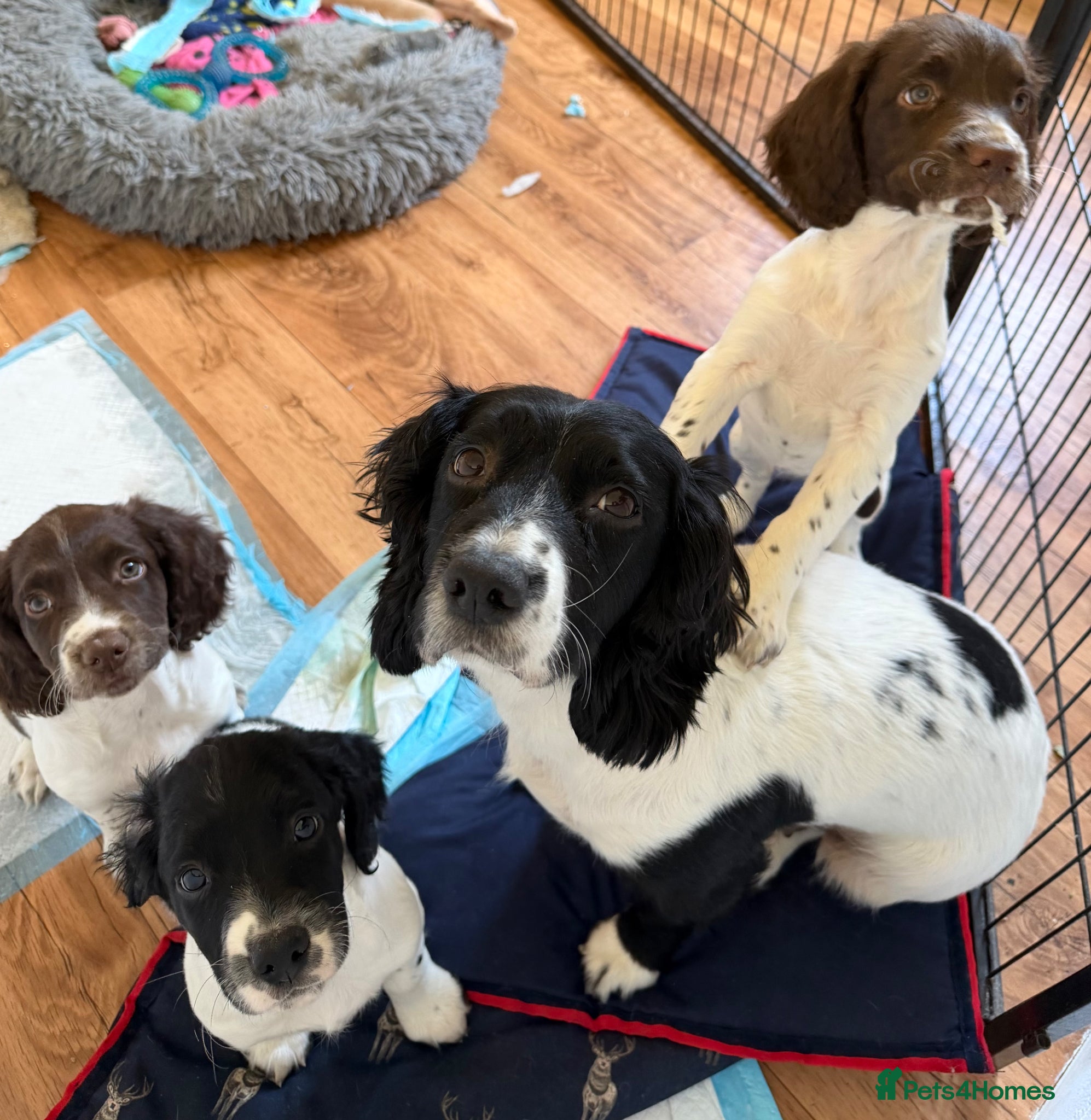 English Springer Spaniel dogs KC Registered Working Springer Spaniel Puppies - Advert 17