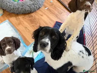 English Springer Spaniel dogs KC Registered Working Springer Spaniel Puppies - Advert 17