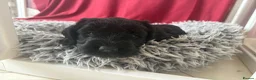 Australian Labradoodle dogs for sale: Australian labradoodle's  - Advert 7