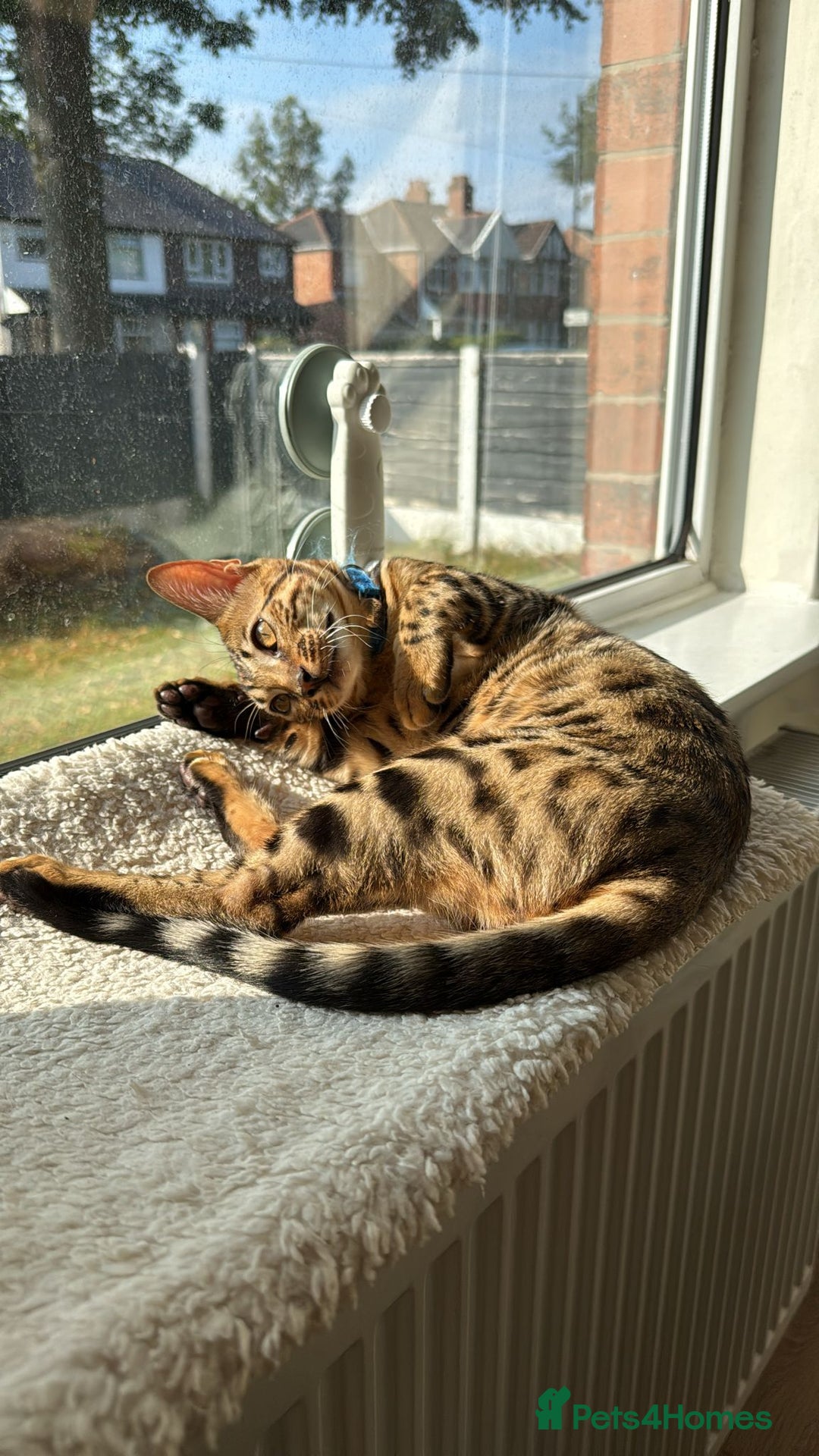 Savannah cats for sale: Savannah x Bengal - Image 5