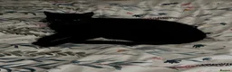 Mixed Breed cats for sale: Lovely black cat in Taunton - Advert 3