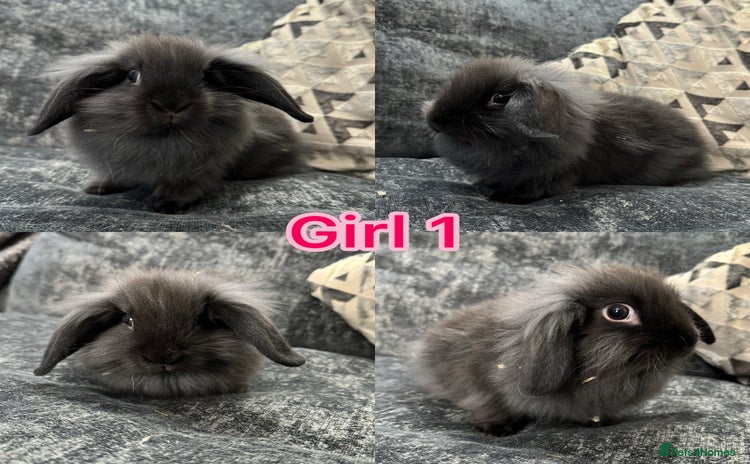 Mini Lion Lop rabbits - Advert 12