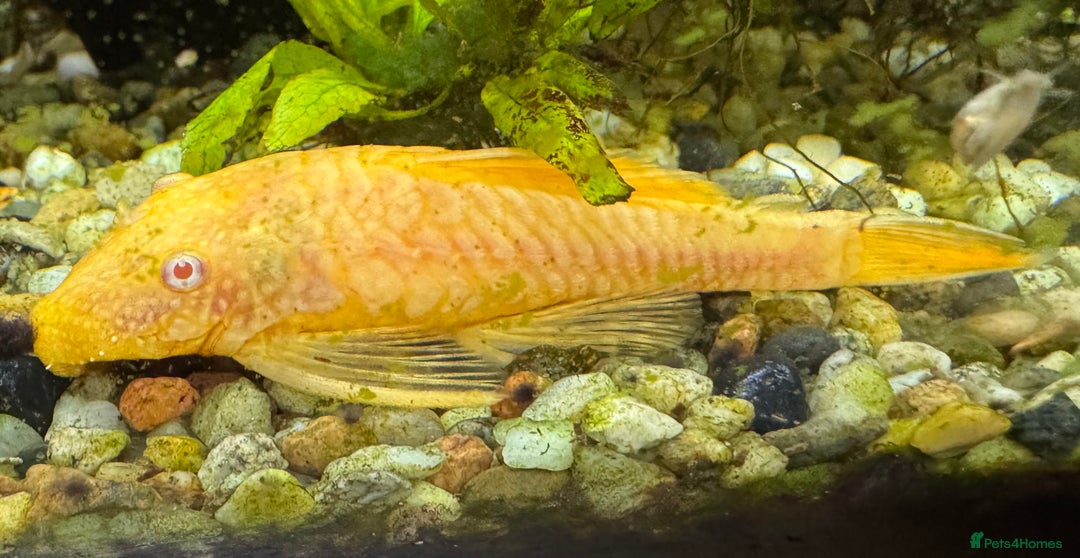 Plecos fish for sale: FREE- Golden Bristlenose Pleco - Advert 2
