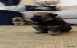German Spitz dogs for sale: KC Reg Show Type German Spitz (Klein) For Sale. - Image 13