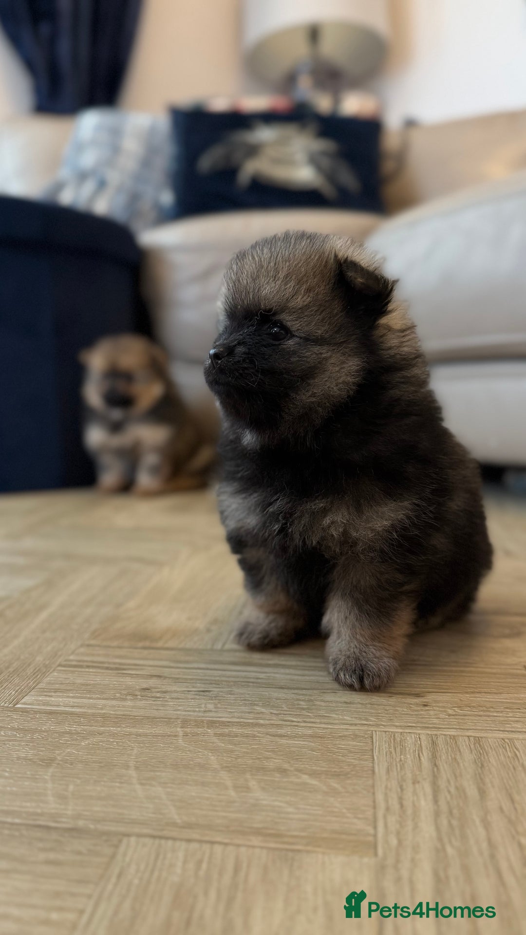 German Spitz dogs for sale: KC Reg Show Type German Spitz (Klein) For Sale. - Image 13