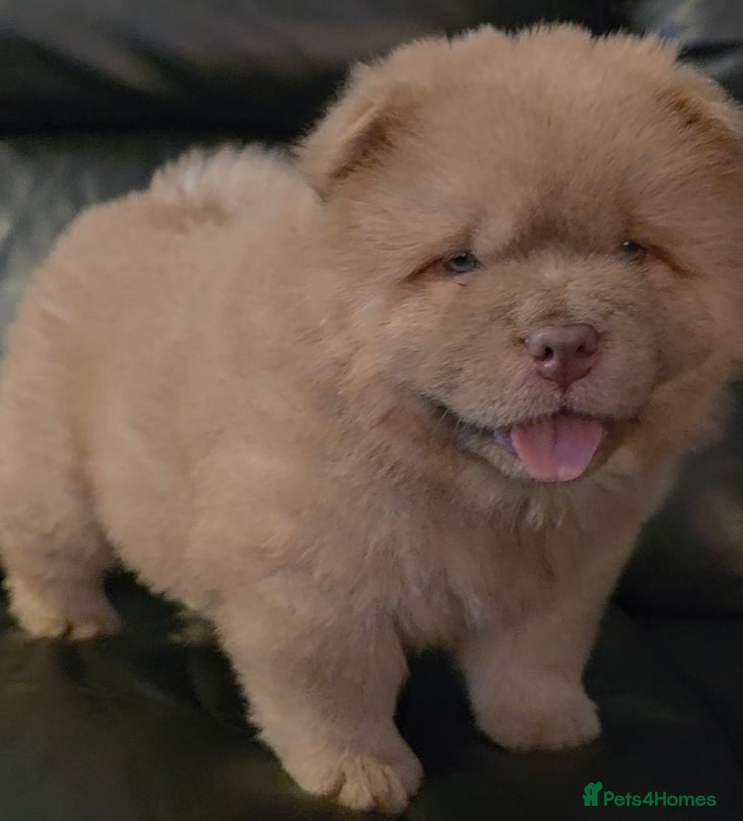 Chow Chow dogs for sale: 💫Stunning Chows Available 🥰❤️ - Image 6