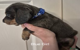 Dachshund dogs for sale: Dachshund Puppies looking for forever homes - Image 12