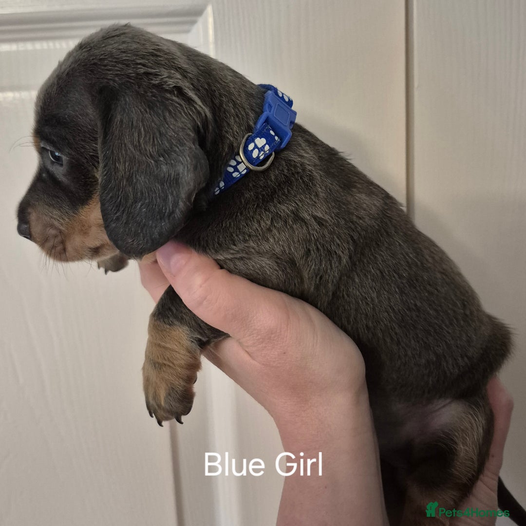 Dachshund dogs for sale: Dachshund Puppies looking for forever homes - Image 12