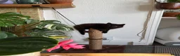 Mixed Breed cats for sale: Kittens for good homes - Advert 25