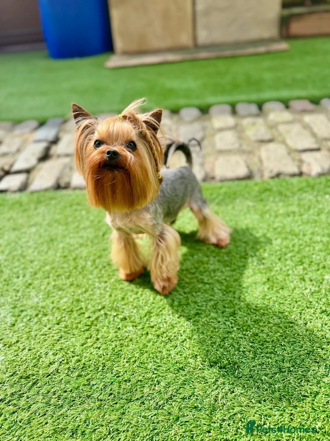 Yorkshire Terrier dogs for stud: Super small Yorkie with short muzzle DNA tested in Sheffield - Advert 2