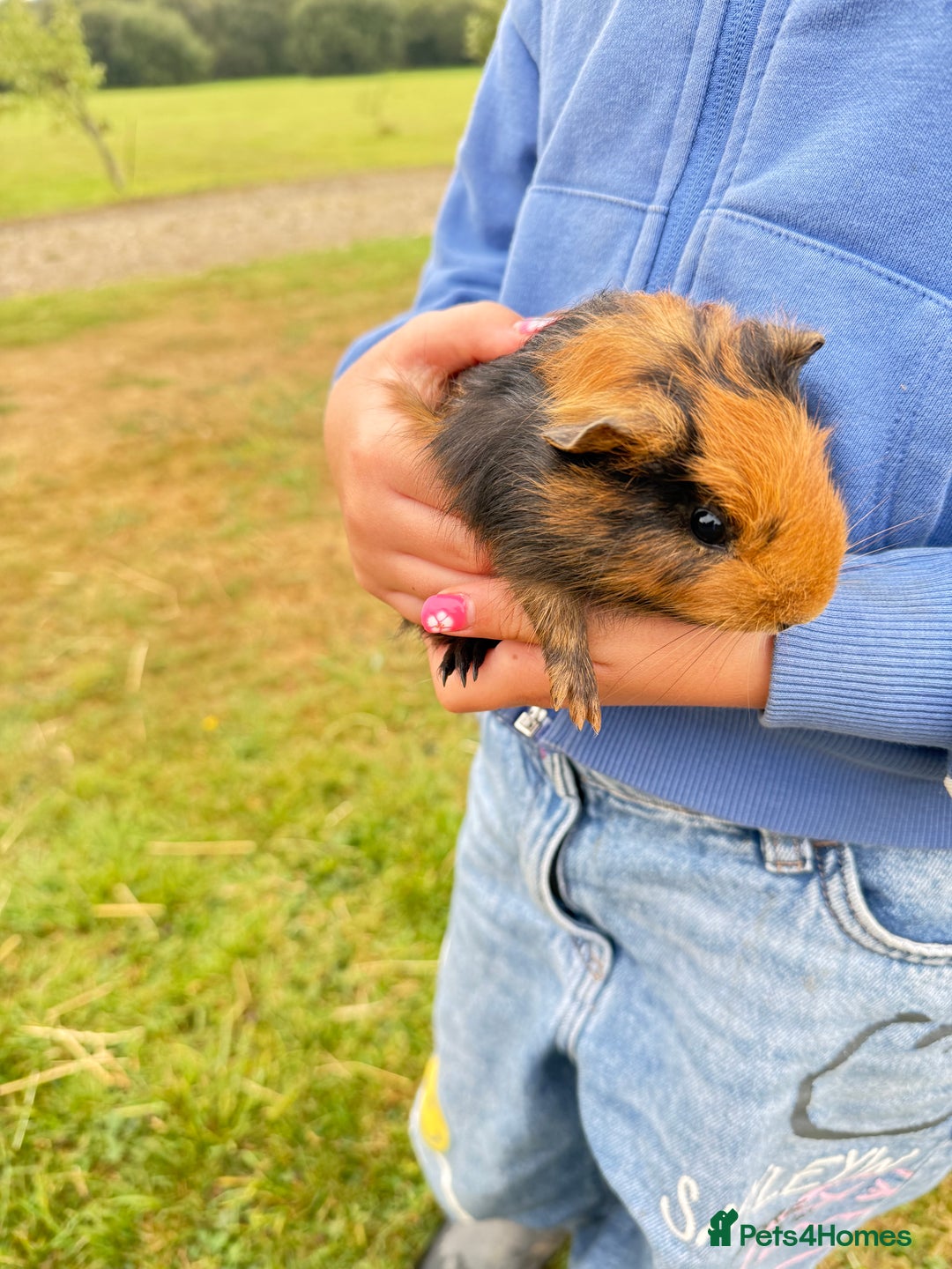 Guinea Pig rodents for sale: Baby Guinea pigs for sale  - Image 2