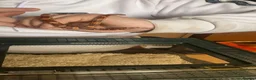 Corn Snake reptiles for sale: Corn snake.  - Advert 6