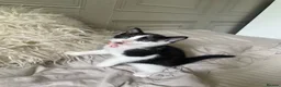 Mixed Breed cats for sale: Female kitten - Advert 3