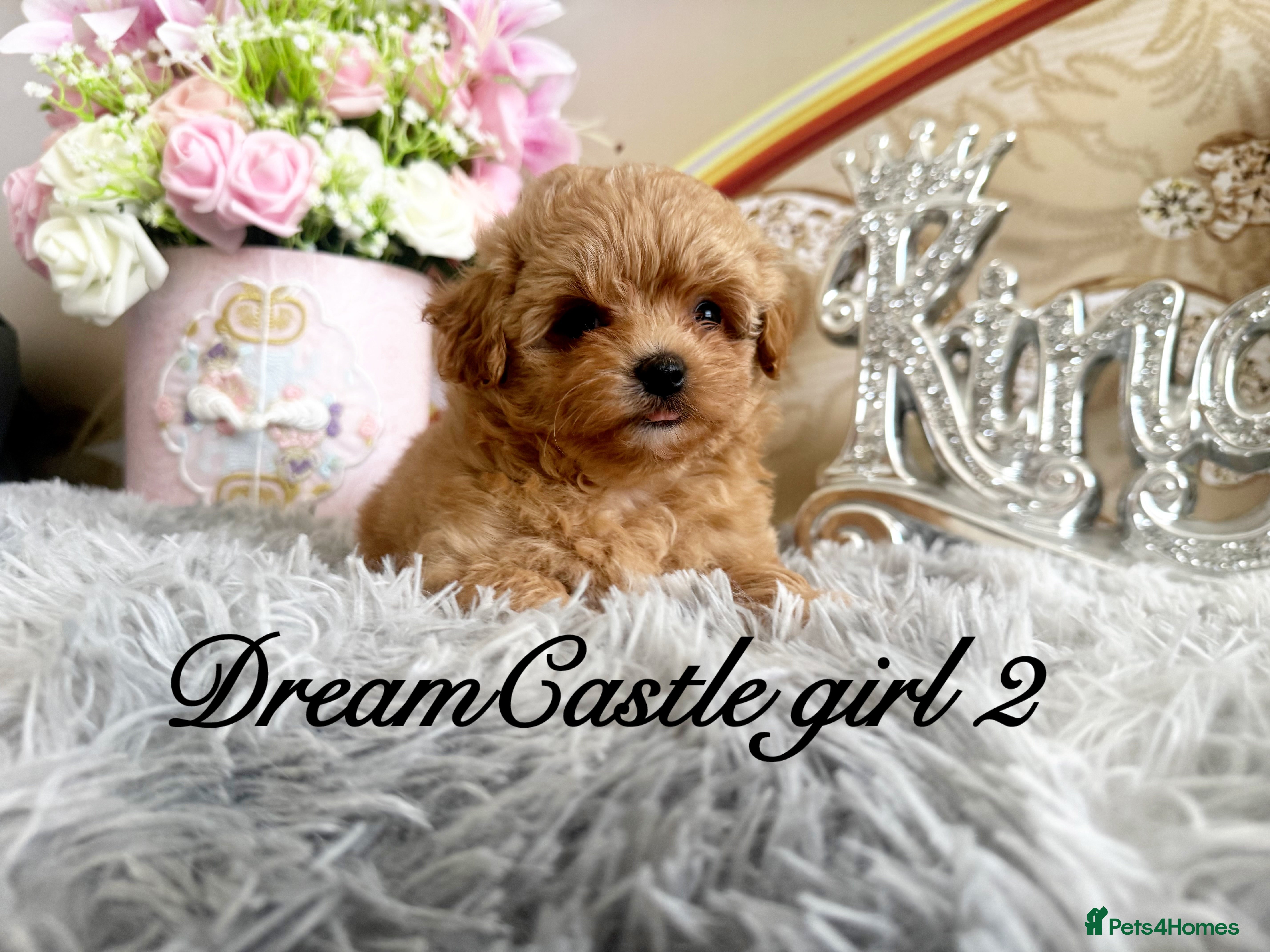 Maltipoo dogs Tiny maltipoo puppies Asian poodle dad  - Advert 2